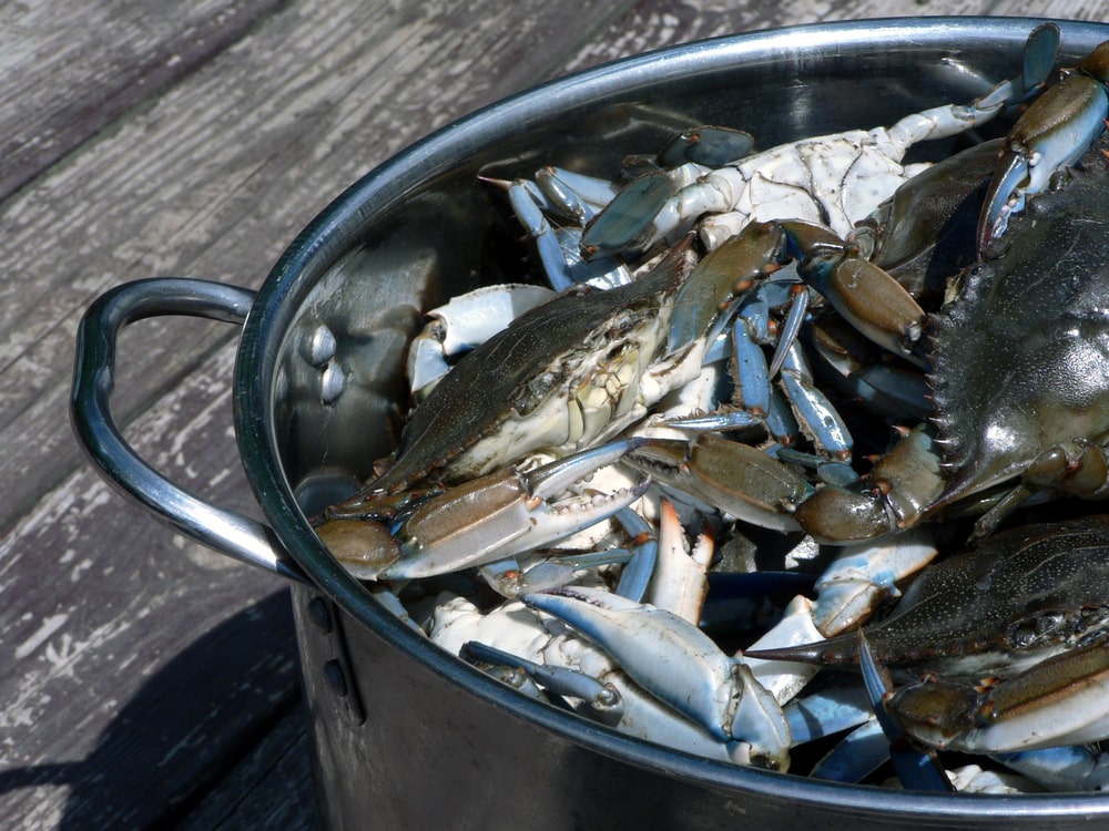 Southern Maryland blue crab