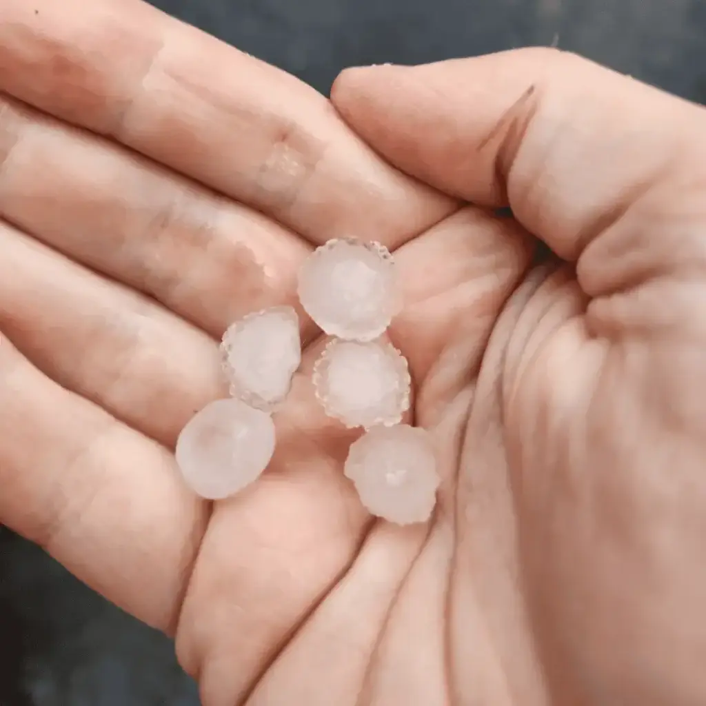 Hand displaying quarter-size hailstones from the May 22, 2025, severe thunderstorm in Leonardtown, MD. The storm affected St. Mary’s County, including California and Lexington Park, with 60 mph winds and hail, leading to minor flooding near Breton Bay.