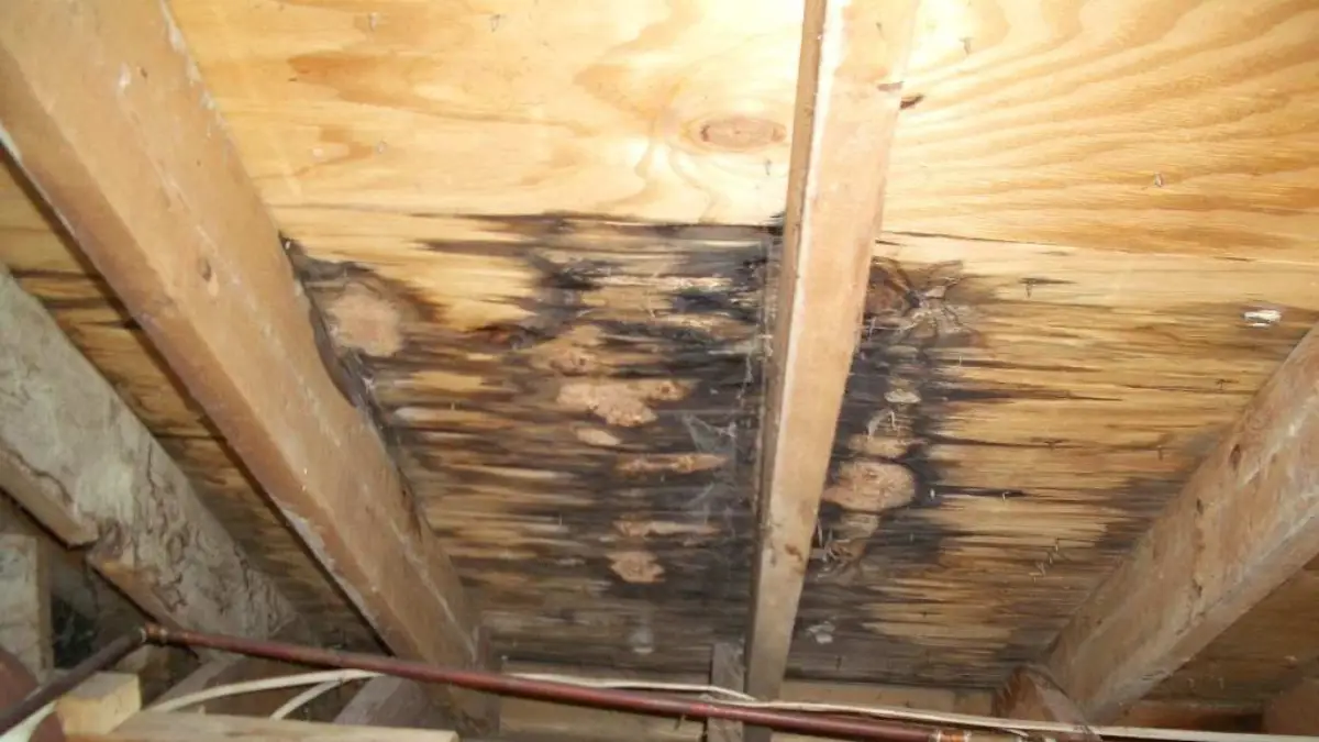 Water damage and rot on roof decking inside an attic