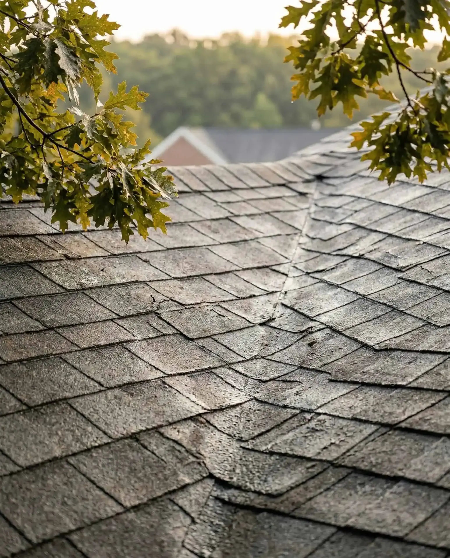 Close-up of weathered asphalt shingles on a Southern Maryland home showing granule loss and moisture exposure from regional humidity and freeze-thaw cycles
